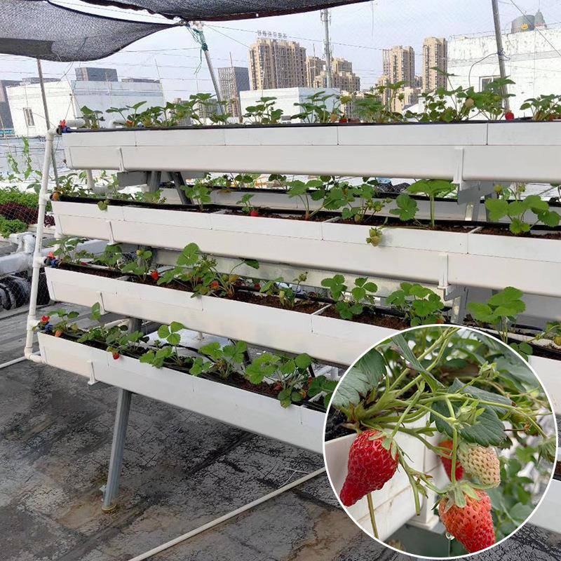 楼顶阳台大棚无土栽培草莓种植架红颜二元培种植架