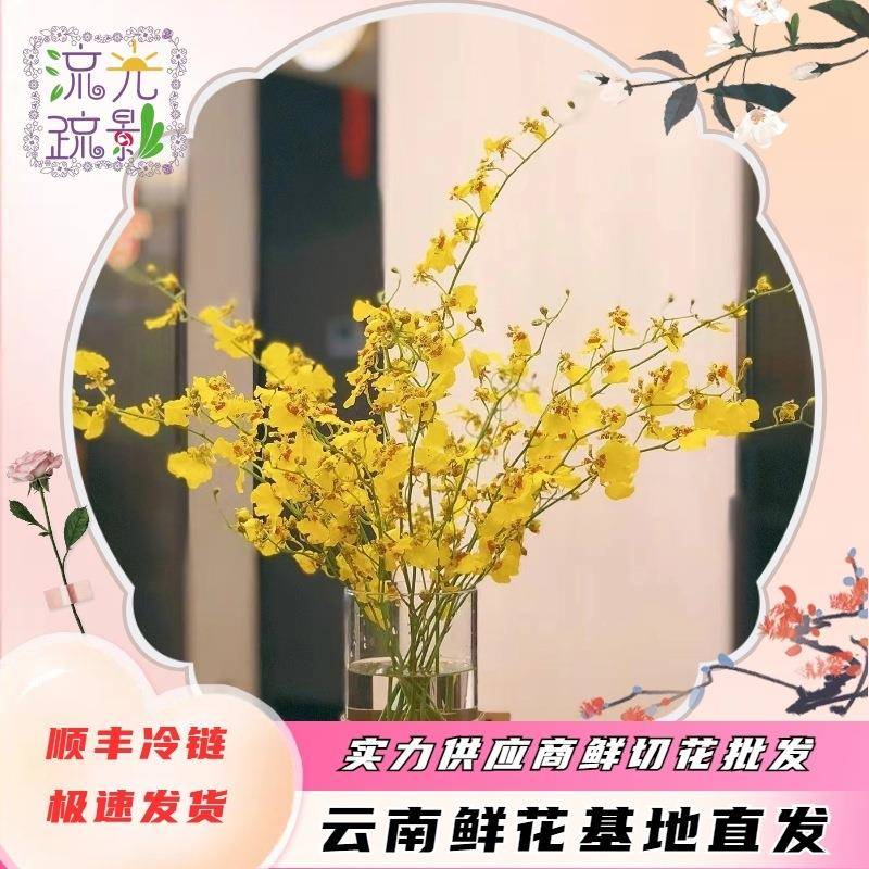 跳舞兰云南基地鲜花红心水养兰花真花文心兰客厅摆件团购摆摊