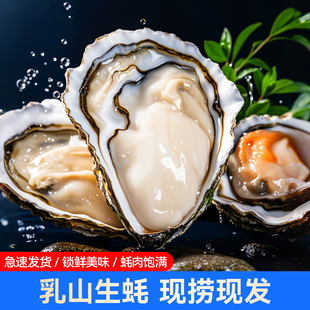 可生食新鲜牡蛎特大乳山生蚝即食水产生蚝肉海鲜±3两/个10斤装
