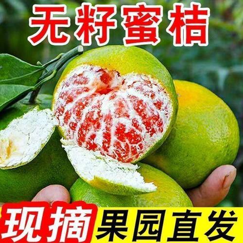 宜昌无籽青皮蜜橘桔子新鲜孕妇水果早熟无籽蜜桔桔子整箱包邮