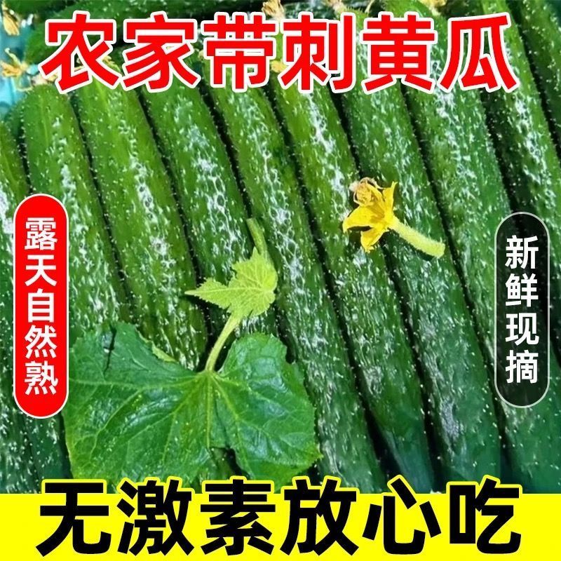新鲜带刺黄瓜可生吃爽脆黄瓜农家自种现摘现发