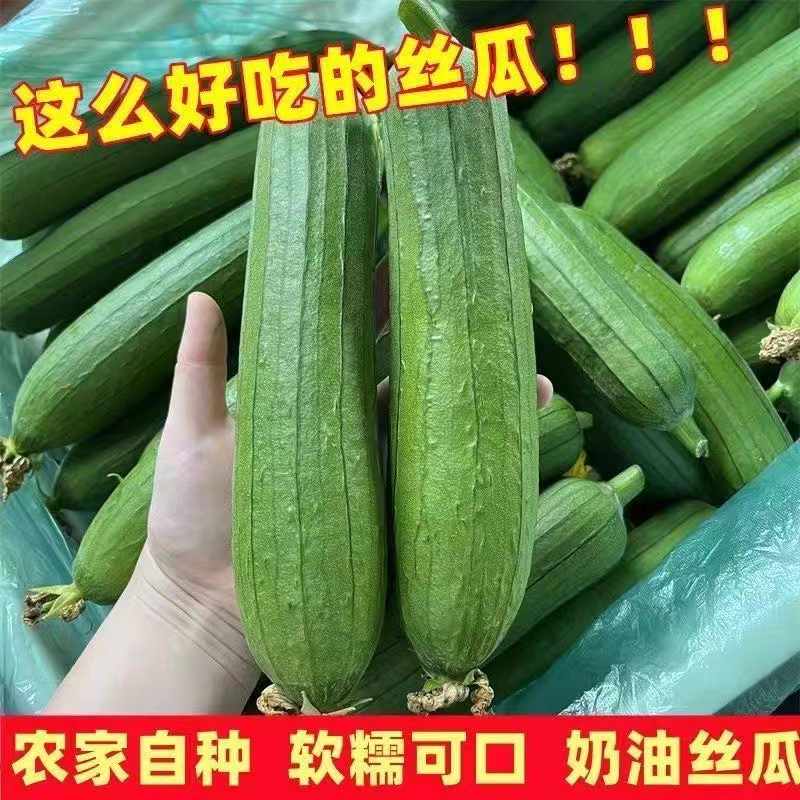 新鲜丝瓜奶油丝瓜短棒丝瓜肉丝瓜湖北宜昌农家自种新鲜蔬菜