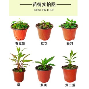 宿根风铃草 紫斑/粉章鱼/黄二重/红衣/萤袋 11cm口径盆