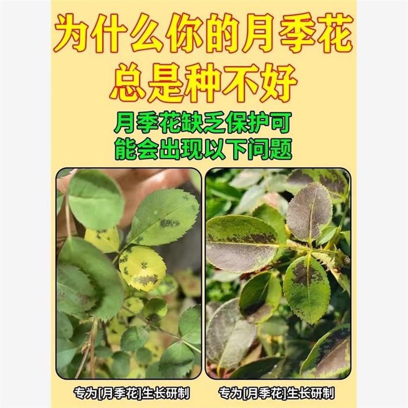 月季黑斑病专用多菌剂蔷薇玫瑰黑杆不开花黄叶白粉病害常用营养液