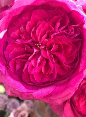 铃兰家  能力 超新品奥斯汀玫瑰花苗盆栽月季切花花卉包对版