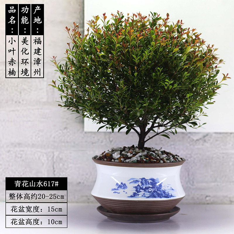 小叶赤楠盆景植物老桩造型红石榴树室内净化空气阳台耐寒绿植花卉