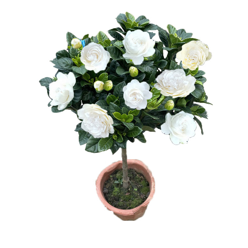 大叶牡丹栀子花四季盆栽大花独杆栀子花重瓣树苗浓香型阳台客厅