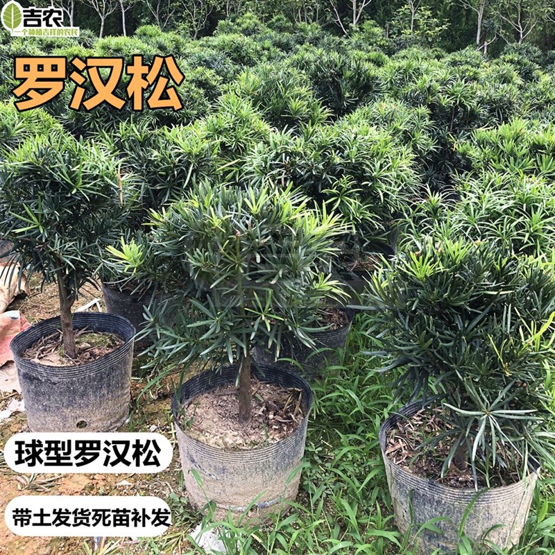 雀舌罗汉松树苗造型盆景球型植物庭院阳台室外四季常青不带盆