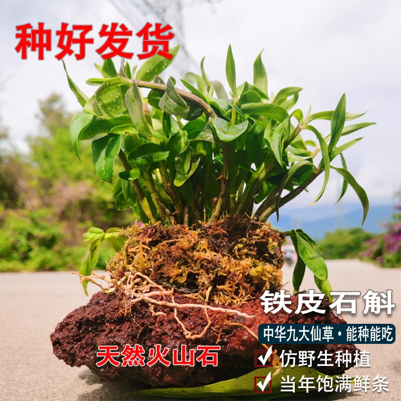 铁皮石斛苗盆栽石斛兰花可食用药材盆景造景花卉植物木桩花盆种好
