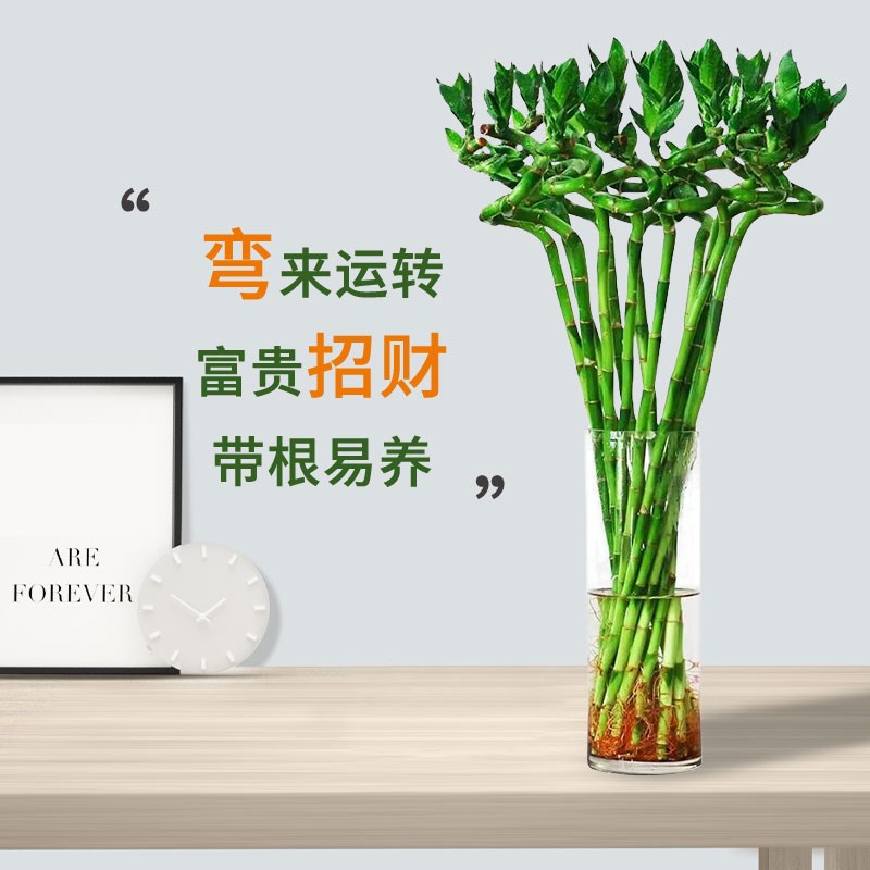 龙竹富贵竹多头带根水养节节高文昌竹客厅办公桌水培植物大支粗杆