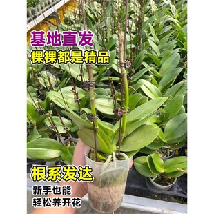 1.5寸蝴蝶兰花苗盆栽带花剑特级大苗客厅花卉观花植物室内花苞