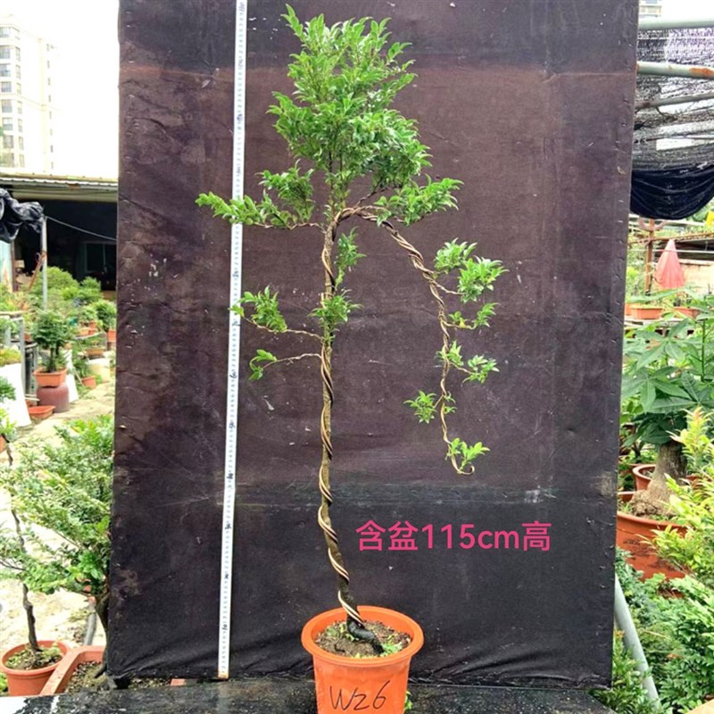 造型文人桩小叶紫檀树桩盆景办公桌客厅玄关桌面绿植盆栽黑骨茶