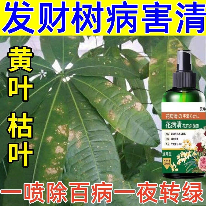 发财树黄叶枯叶烂根专用药掉叶黄斑白斑病叶斑病杀菌剂肥料营养液