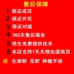 芍药花菏泽正宗观赏重瓣大花室内外盆栽地栽花卉大富贵绿植多年生