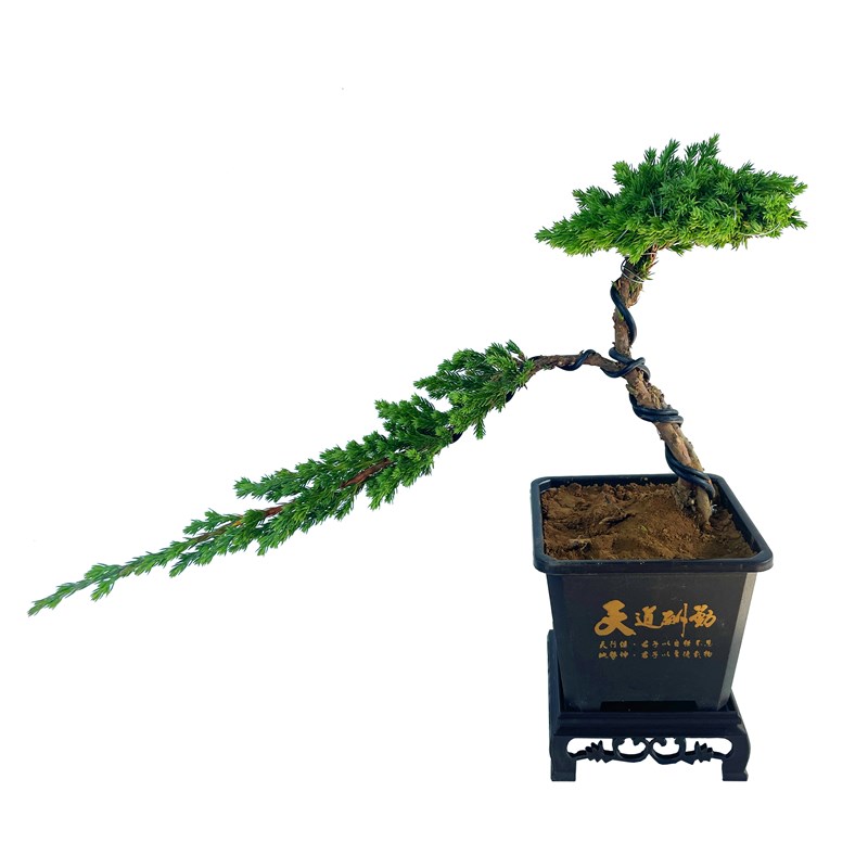 室内外庭院植物迎客松盆景真树盆栽耐寒耐热四季常青松柏造型盆景