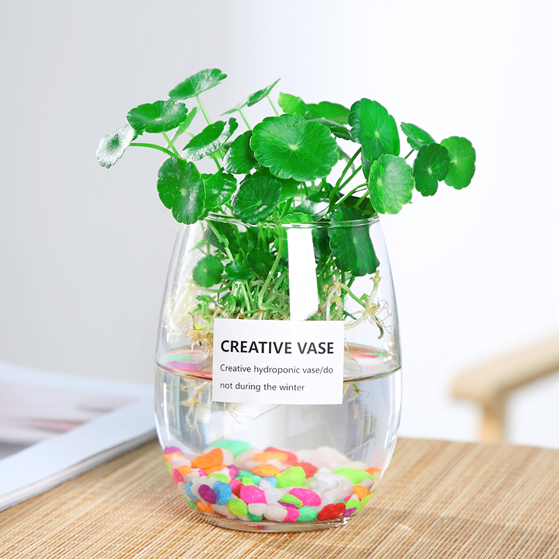 创意简约玻璃透明花瓶玻璃瓶水培植物绿萝铜钱草水培花瓶插花摆件