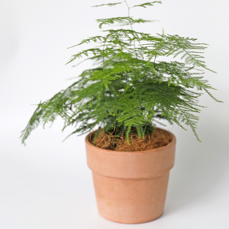 海蒂的花园 文竹 室内绿植办公室桌面常青盆景观叶净化空气盆栽