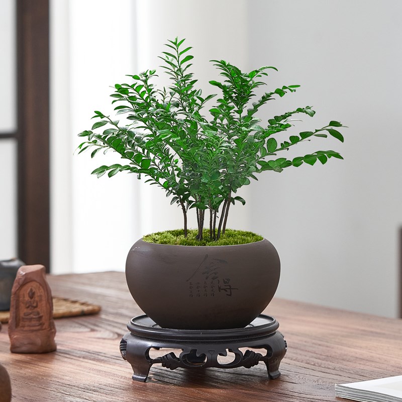 小叶紫檀盆景室内绿植盆栽办公室桌面植物净化空气四季长青好养活