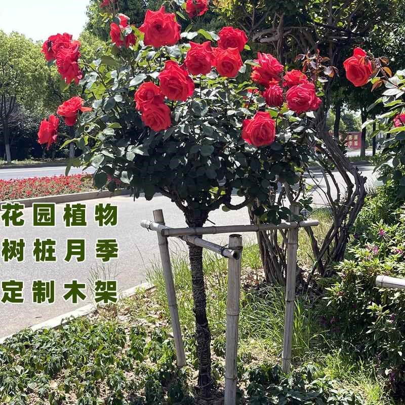树桩月季特大花高杆月季花树棒棒糖树状月季四季开花嫁接玫瑰花苗
