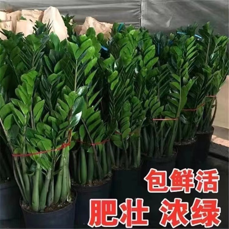 大棵金钱树办公室盆栽高植物室内花卉客厅大绿植富贵钱串子发财树