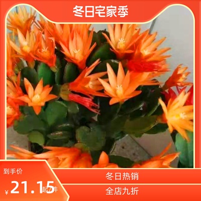 橘红色假昙花新品蟹爪兰橙色小昙花三月红室内外花期快过都开花了