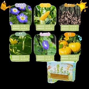 儿童种植观察盒小盆栽小农场神奇创意迷你植物发芽根系生长观察窗