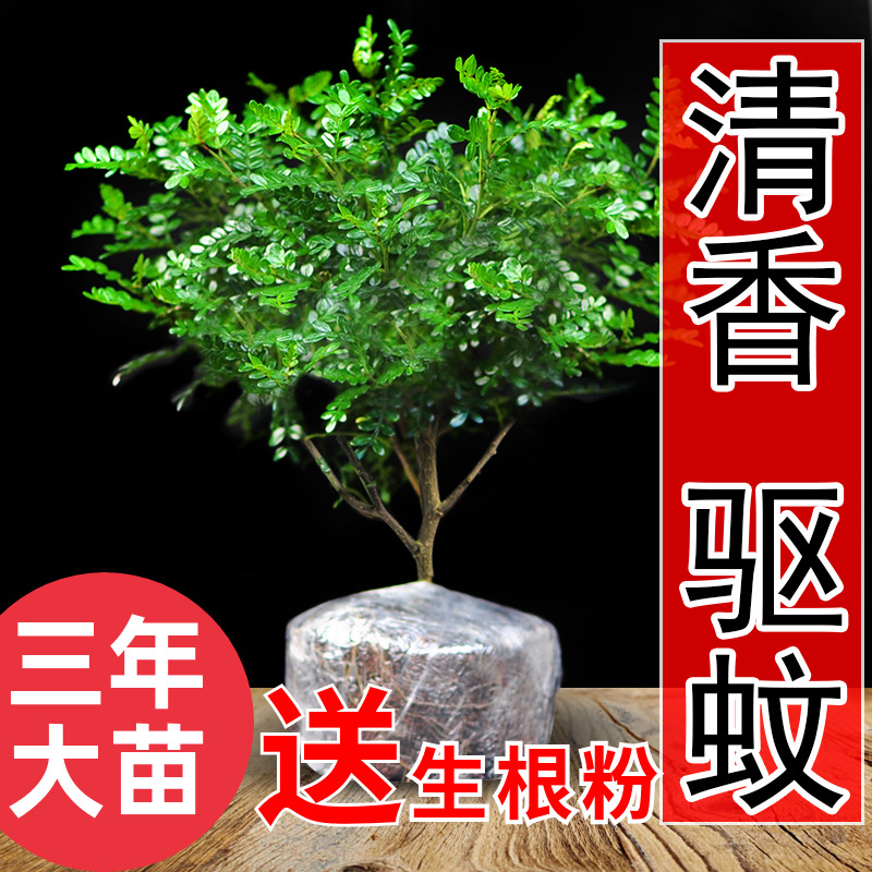 清香木盆栽竹柏四季常青室内驱蚊木本植物好养耐活盆景绿植胡椒木