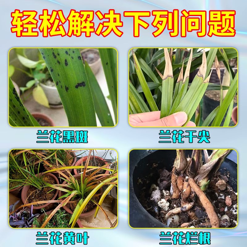 兰花专用杀菌药黑斑病治黄叶焦尖叶子根腐炭疽专用肥复活营养液剂