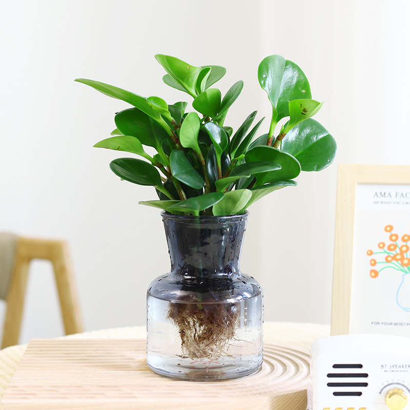 水培植物豆瓣绿盆栽室内绿植碧玉客厅办公室桌面四季常青净化空气