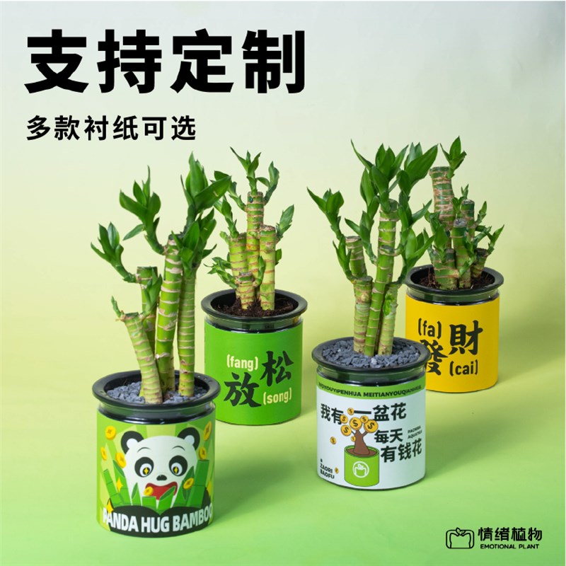办公室桌面发财树植物水培富贵竹创意盆栽绿植职场教师节送人礼物