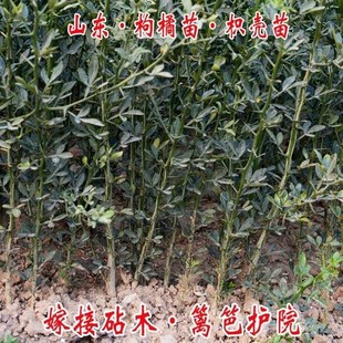 绿篱笆围墙植物带刺院子山东枸橘苗枳壳苗嫁接砧木橘子枳壳树苗