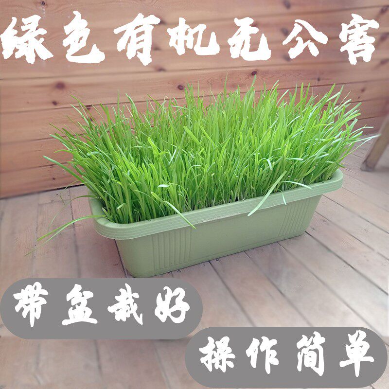 南宫特产黄韭盆景韭菜根苗种水培阳台盆栽无公害有机蔬菜盆景礼品
