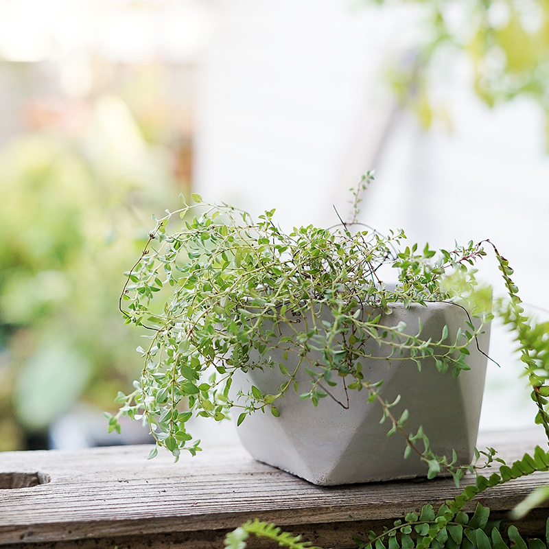 北欧简约水泥多肉花盆小创意专用透气迷你圆形植物盆栽陶土陶盆