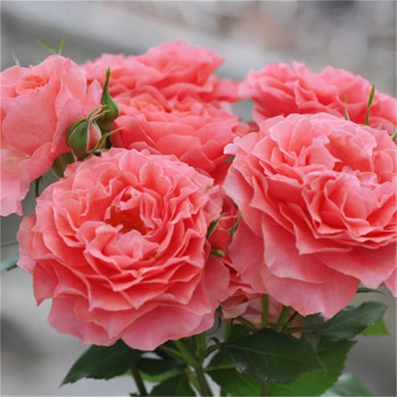珊瑚果冻月季花苗四季可盆栽玫瑰开花特大花藤本花树蔷薇爬藤小苗