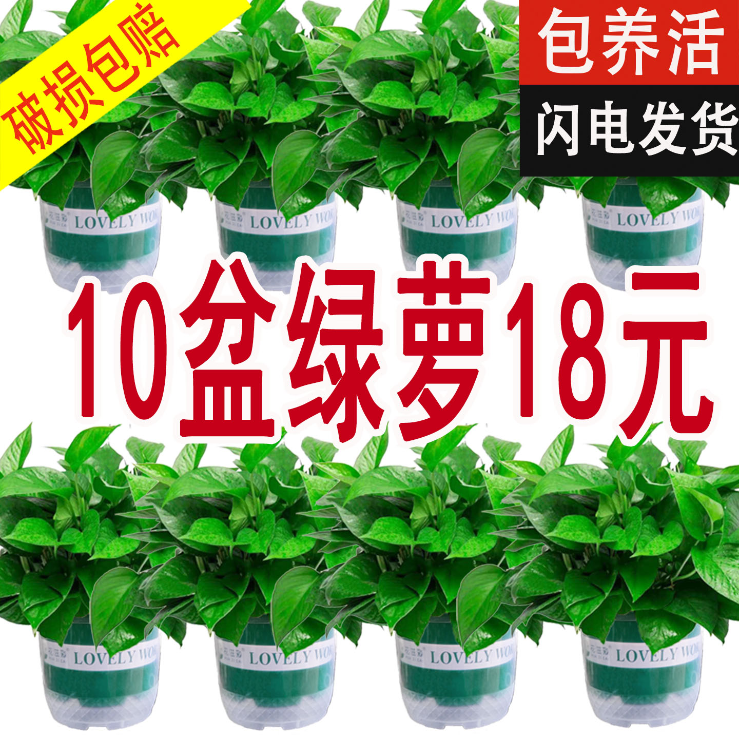 绿萝盆栽室内客厅绿植大盆好养活