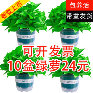 绿萝盆栽室内客厅花卉植物吸水盆绿植水培好养大叶绿箩新房长藤大