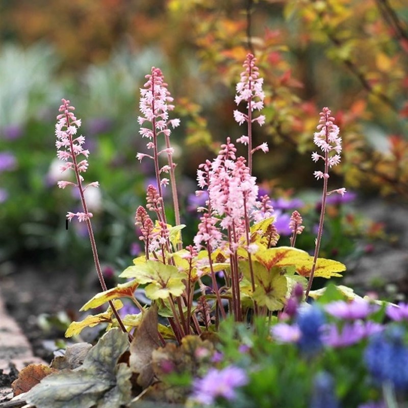 矾根花苗室外植物盆栽大苗抗寒庭院观叶草花小苗户外地栽绿植花卉