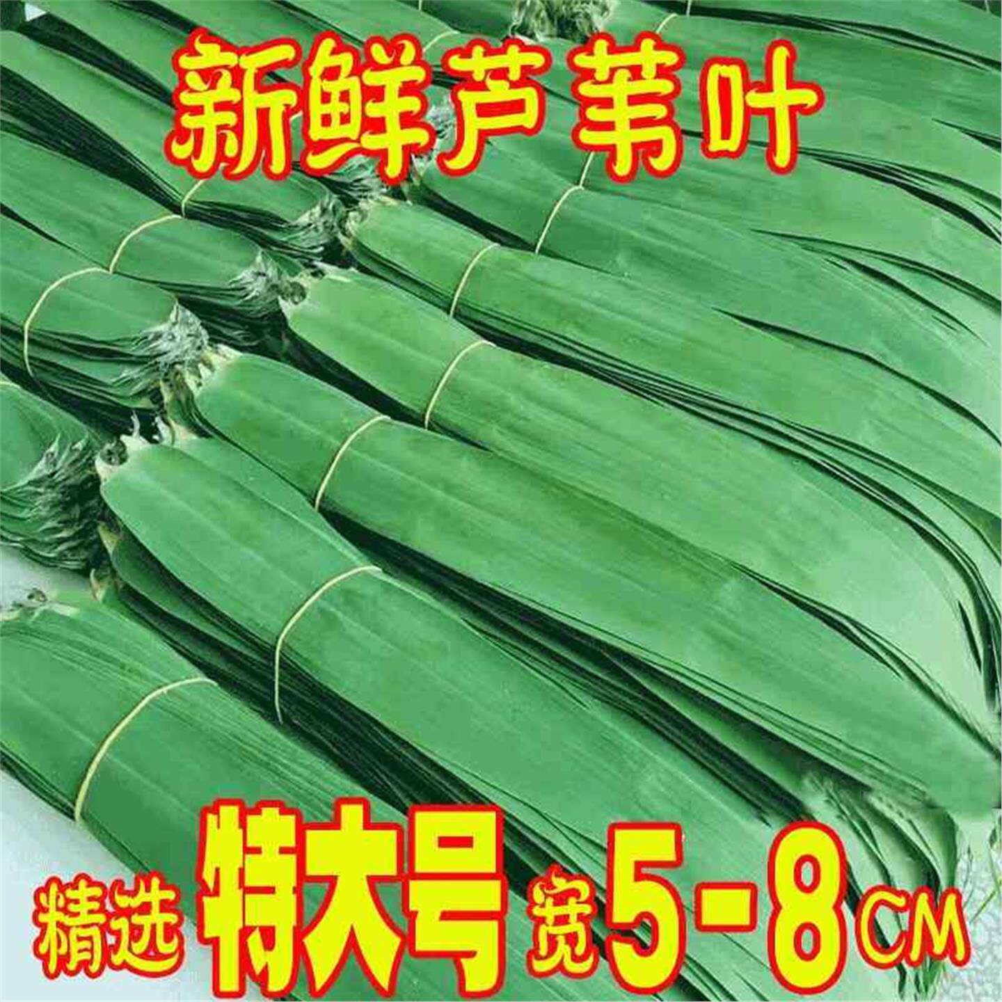 粽叶新鲜粽子叶大号商用专用包棕子的叶子芦苇干棕叶广西野生