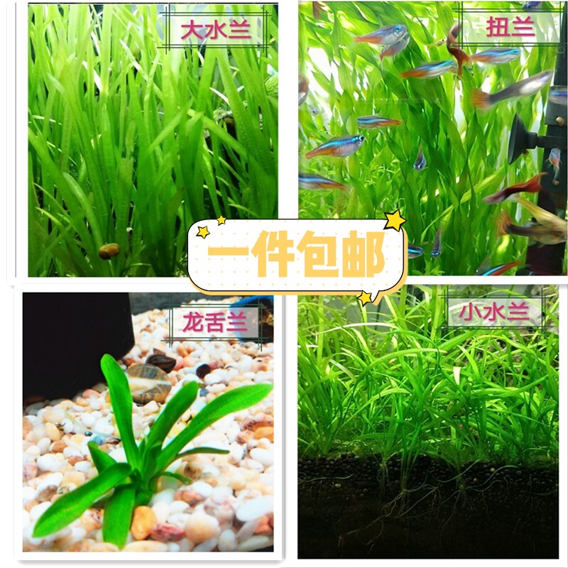真水草大水兰小水兰扭兰龙舌兰赖养前后景新手鱼缸造景好养包邮