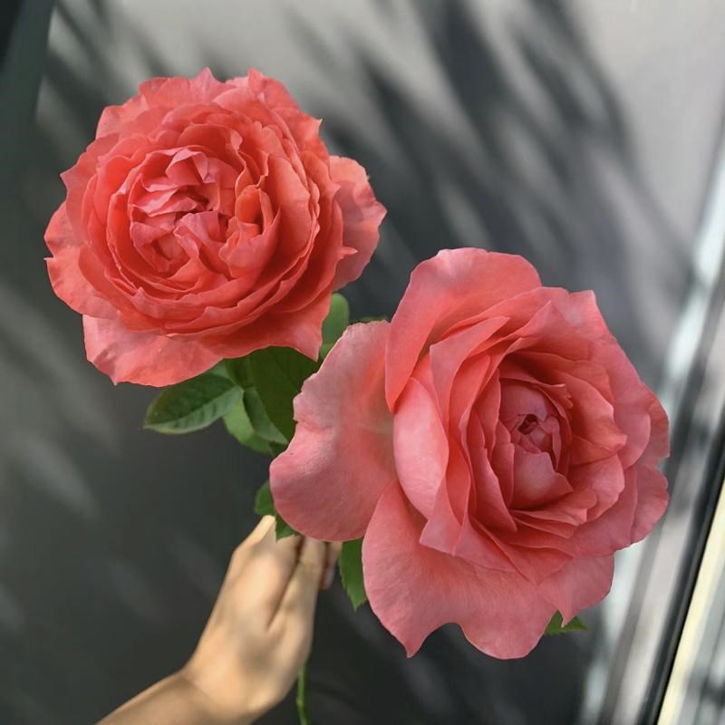 珊瑚果冻月季花苗开花玫瑰四季盆栽花卉爬藤植物藤本蔷薇树苗绿植