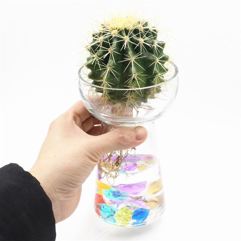 仙人球盆栽水培花卉水养植物多肉植物绿色卧室内金琥仙人掌易活