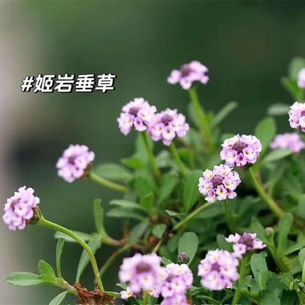 姬岩垂草庭院花境别墅花园庭院匍匐草耐踩踏耐寒旱低维护好养植物