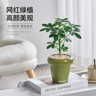 鸭脚木盆栽北欧风花卉时尚简约室内办公桌面绿植创意迷你小植物