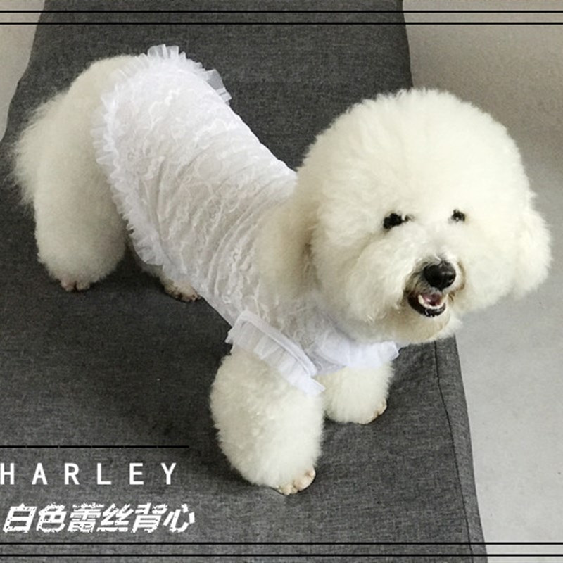 查利家狗狗蕾丝公主裙子泰迪衣服夏装贵宾犬背心T恤小狗狗幼犬夏