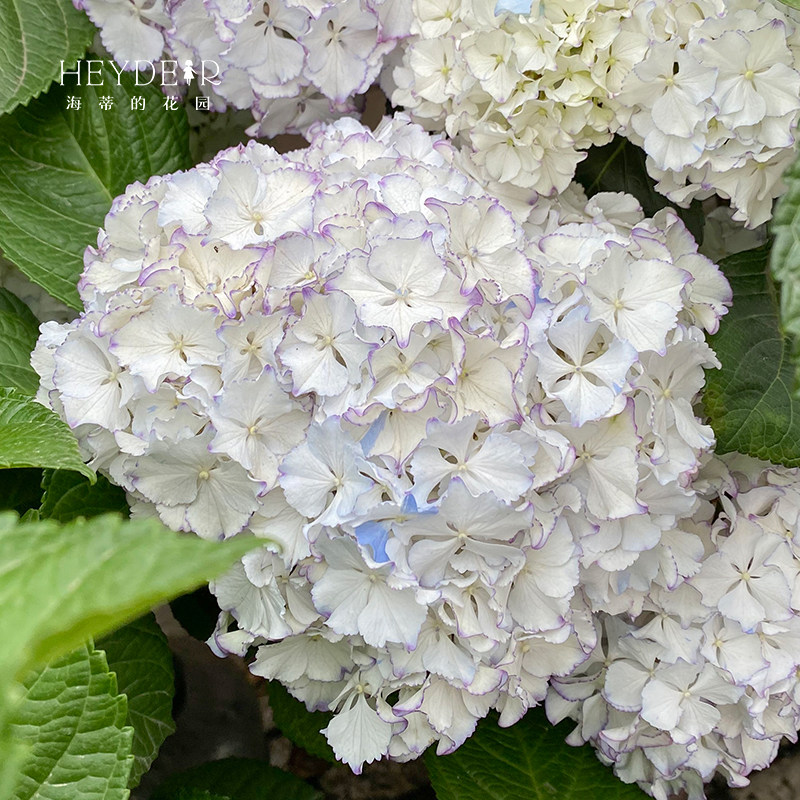 海蒂的花园莱昂大花绣球花苗阳台庭院多年生可调色花卉植物盆栽苗,鲜花速递/花卉仿真/绿植园艺,绣球/木绣球/木本植物,淘宝优惠券,粉丝福利购,淘宝优惠卷