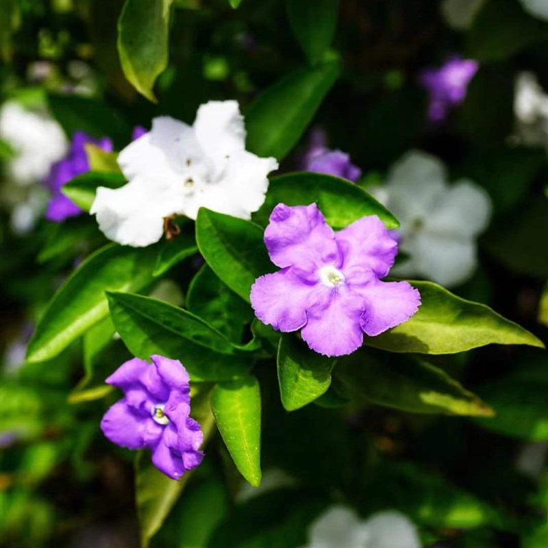 双色茉莉盆栽大苗鸳鸯茉莉浓香阳台庭院四季开花常绿好养植物包邮