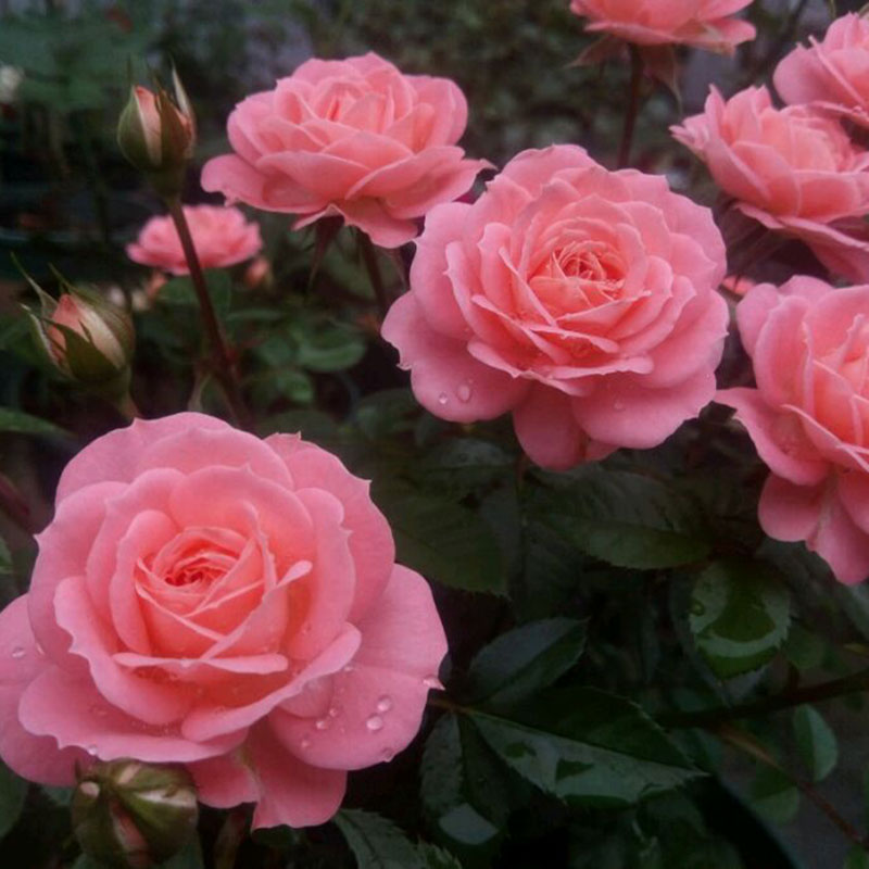 欧月灌木月季花苗特大花盆栽四季开花玫瑰花苗切花月季庭院爬藤