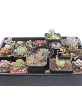 黑色塑料托架小黑方多肉花盆托盘小号大号加厚储水式收纳筐盆景盆