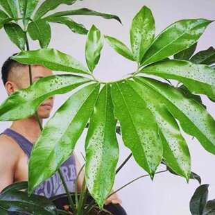 印第安羽毛蔓绿绒室内客厅好养耐阴稀有大型绿植盆栽花卉净化空气