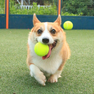 宠物狗狗玩具球独处解闷神器耐咬网球充气十倍快乐球柯基泰迪玩具